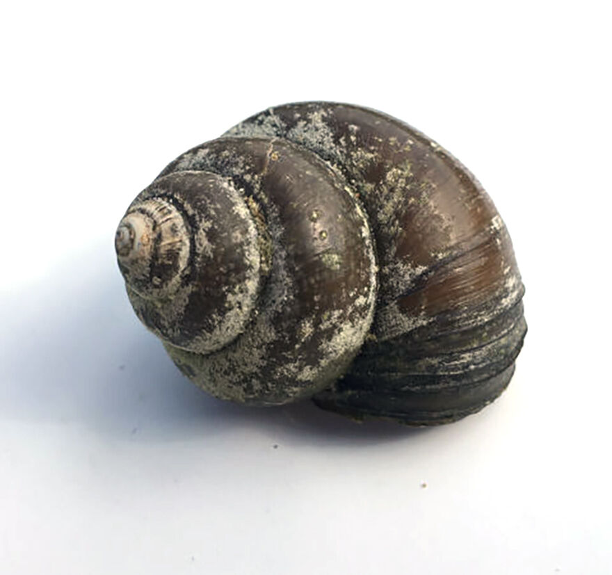 Chinese Mystery Snail